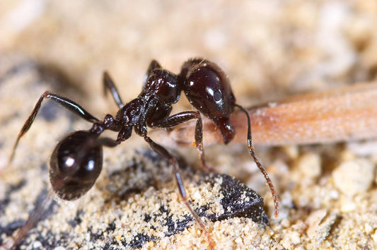 Fourmis envahissantes ? Ce gel fait la différence